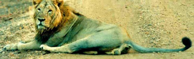 Lion in Gir Forest