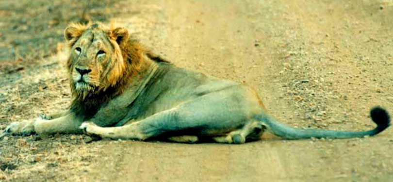 Lion in Gir Forest