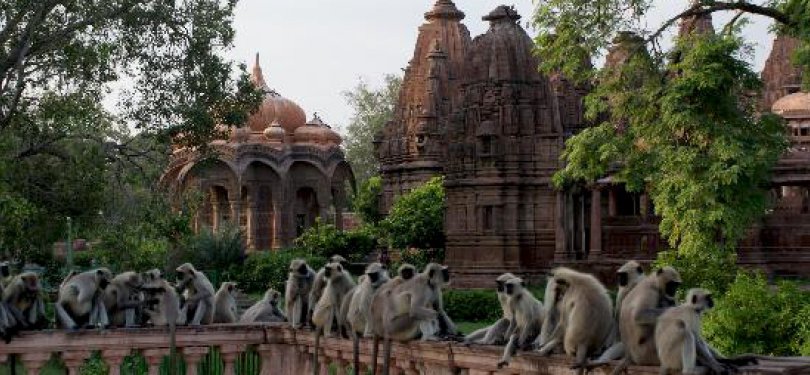 Monkey Temple Jaipur