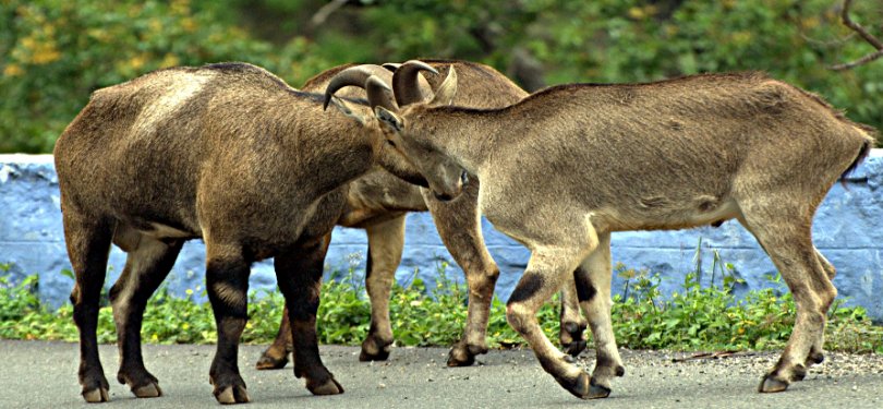 Nilgiri thar at munnar 