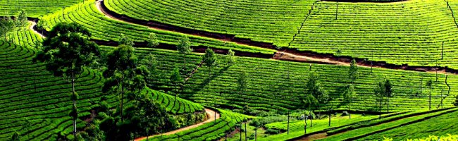 Rajamalai Tea Plantation