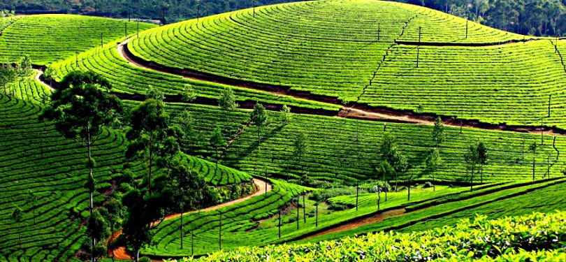 Rajamalai Tea Plantation