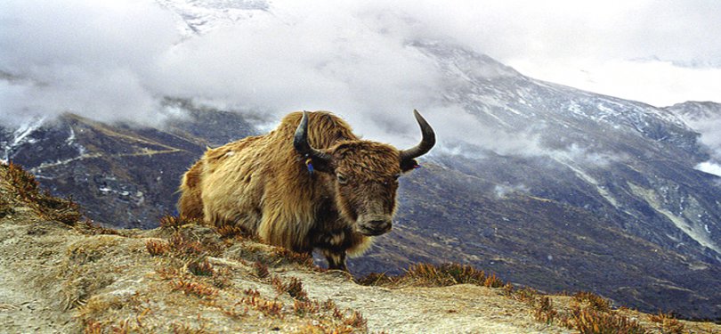 Yak Captured at Kufri