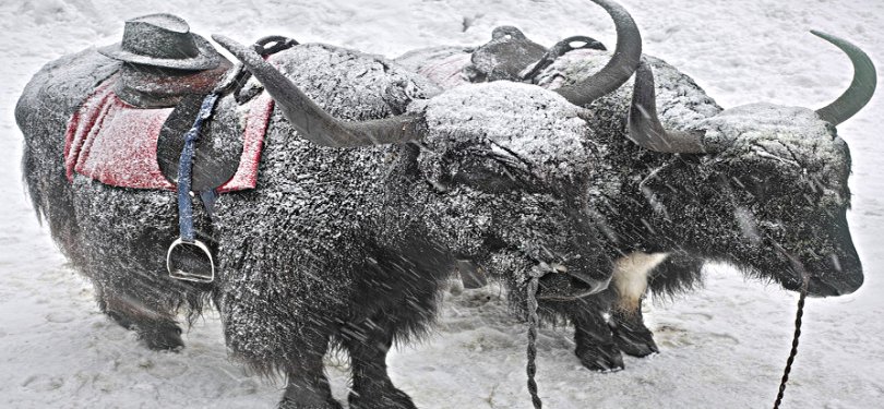 Yaks Enjoying the Snowfall