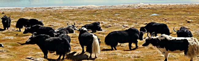 Yaks grazing openly