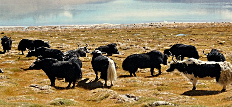 Yaks grazing openly