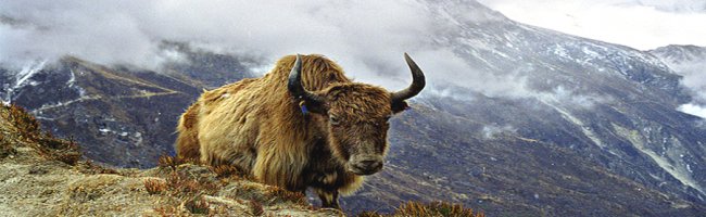 Yak Captured at Kufri