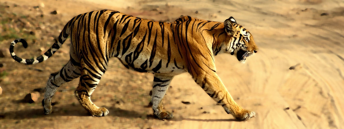 Bandhavgarh National Park