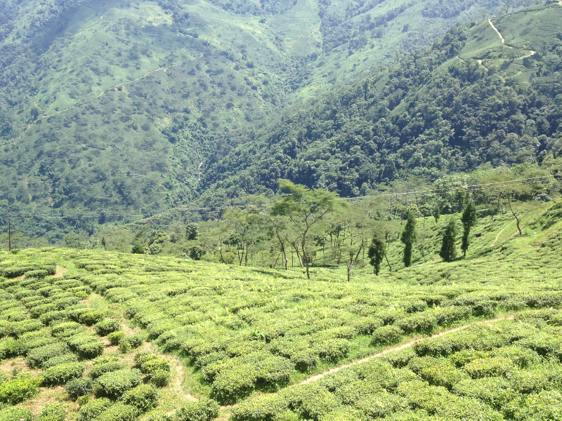 Tea Estate