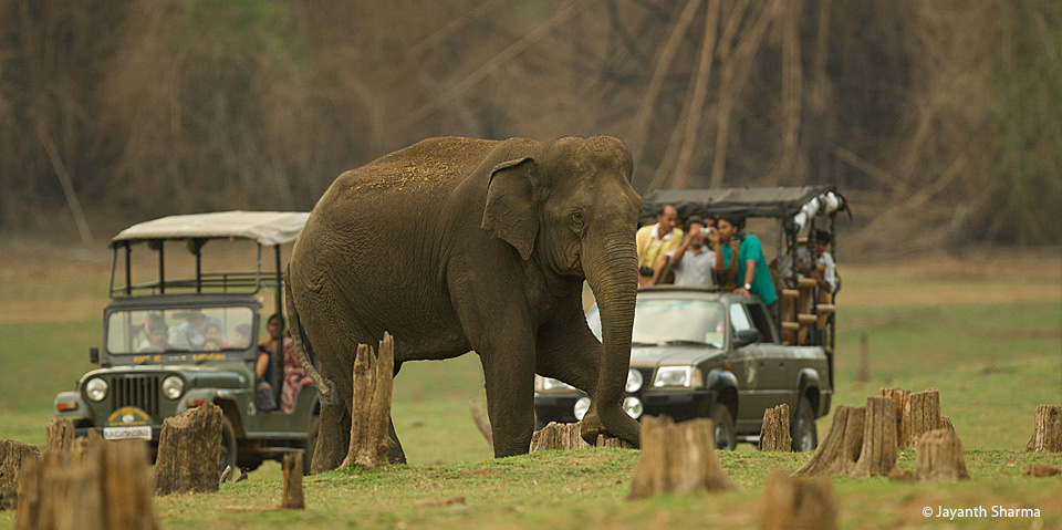 Jeep Safari in Kabini