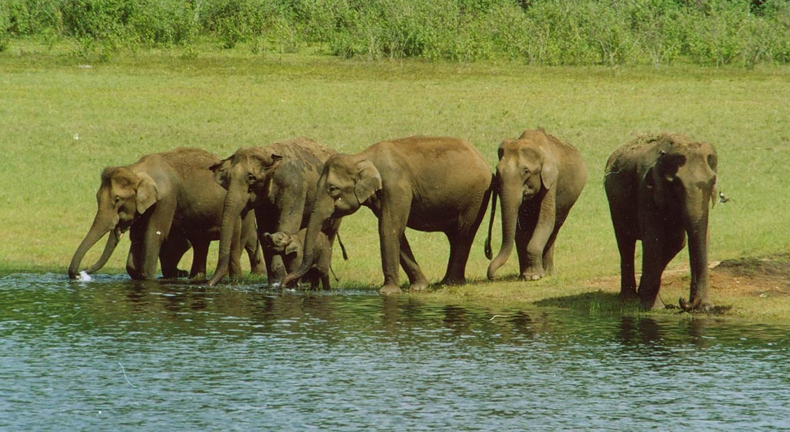 Herd of elephants at Periyar wildlife Sanctuary