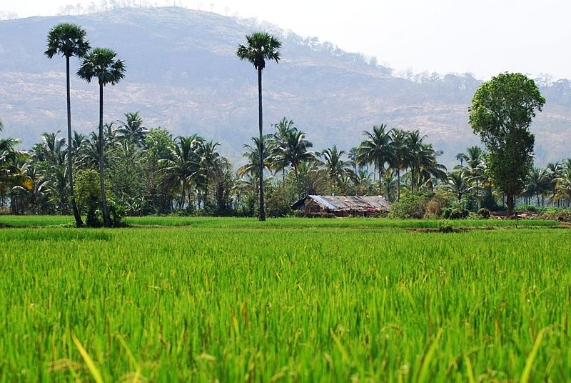 Paddy Field