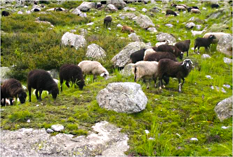 Sheep Badrinath