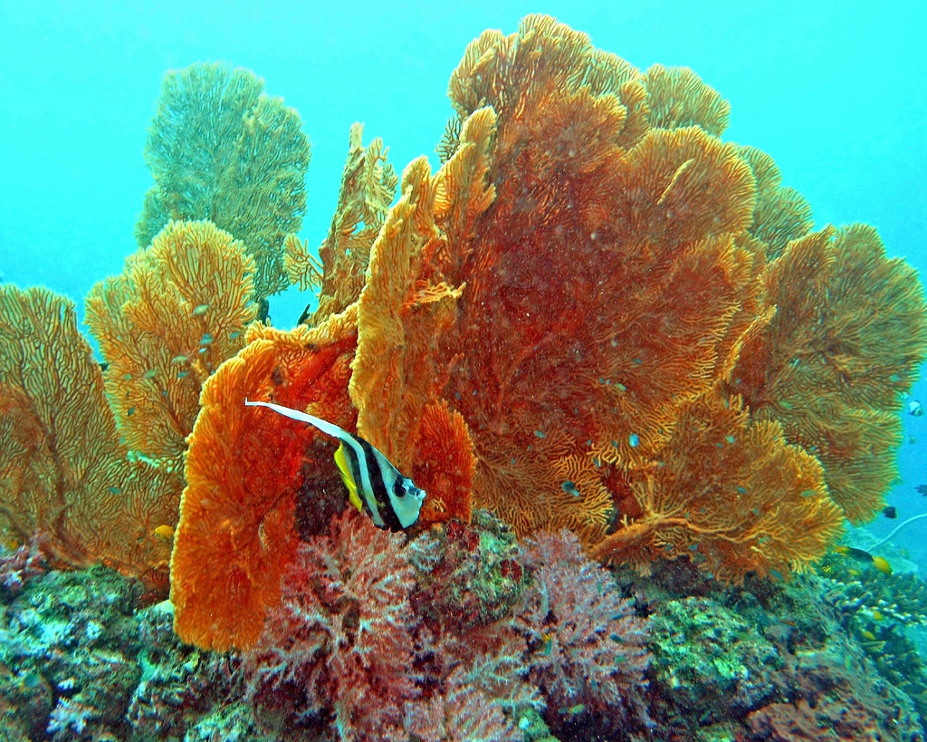 Scuba Diving in Andaman