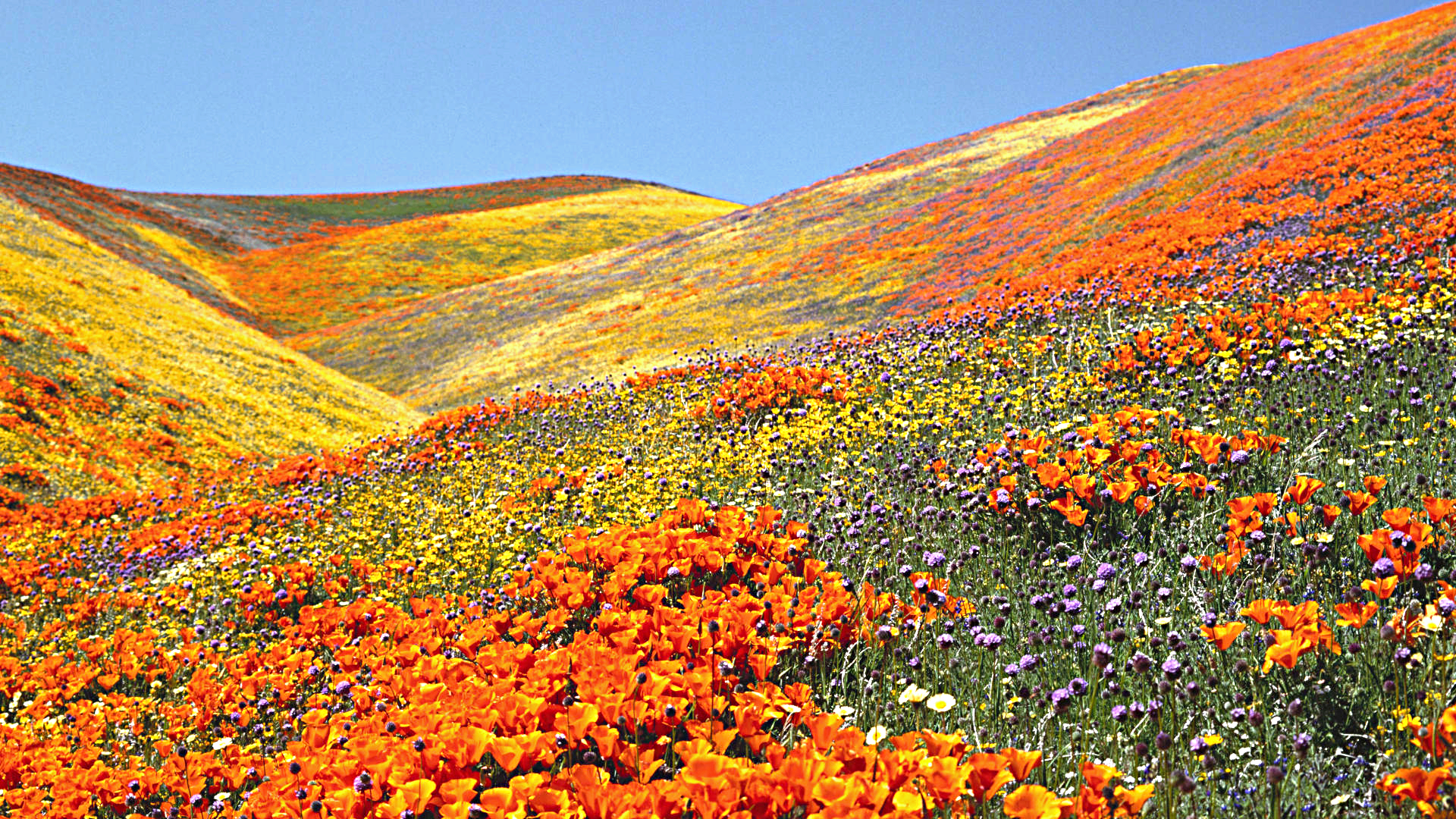 Valley of Flowers