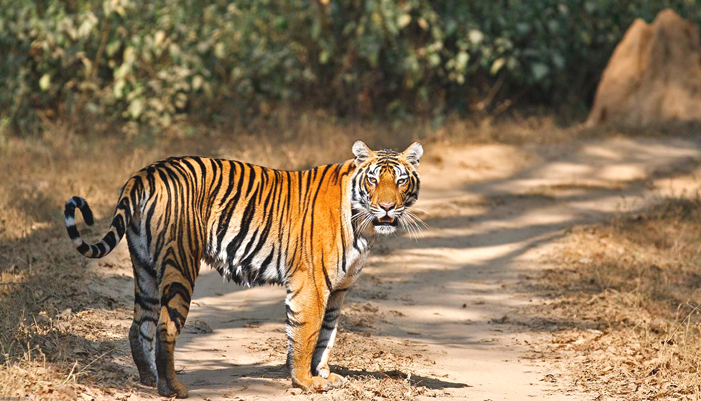 Kanha Tiger Reserve