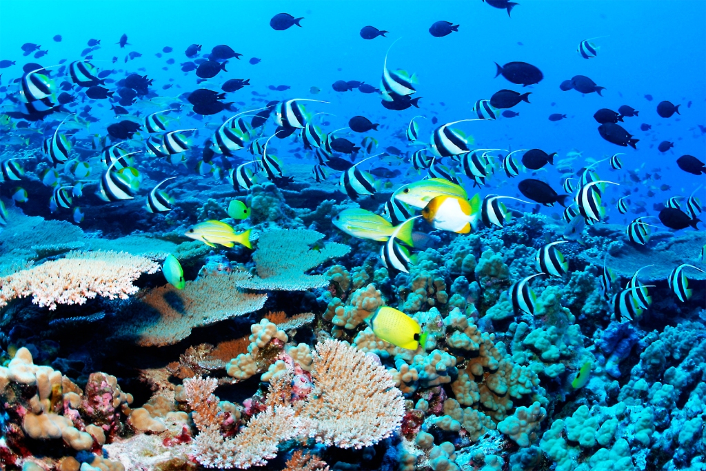 Netrani Island Karnataka