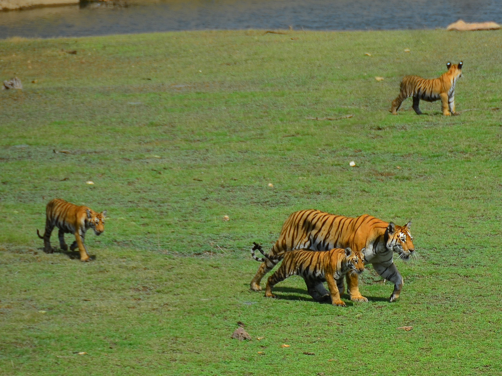 Pench National Park