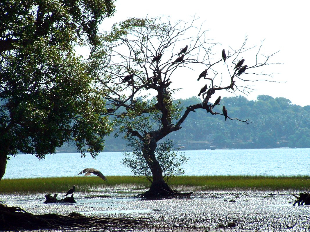 Dr. Salim Bird Sanctuary