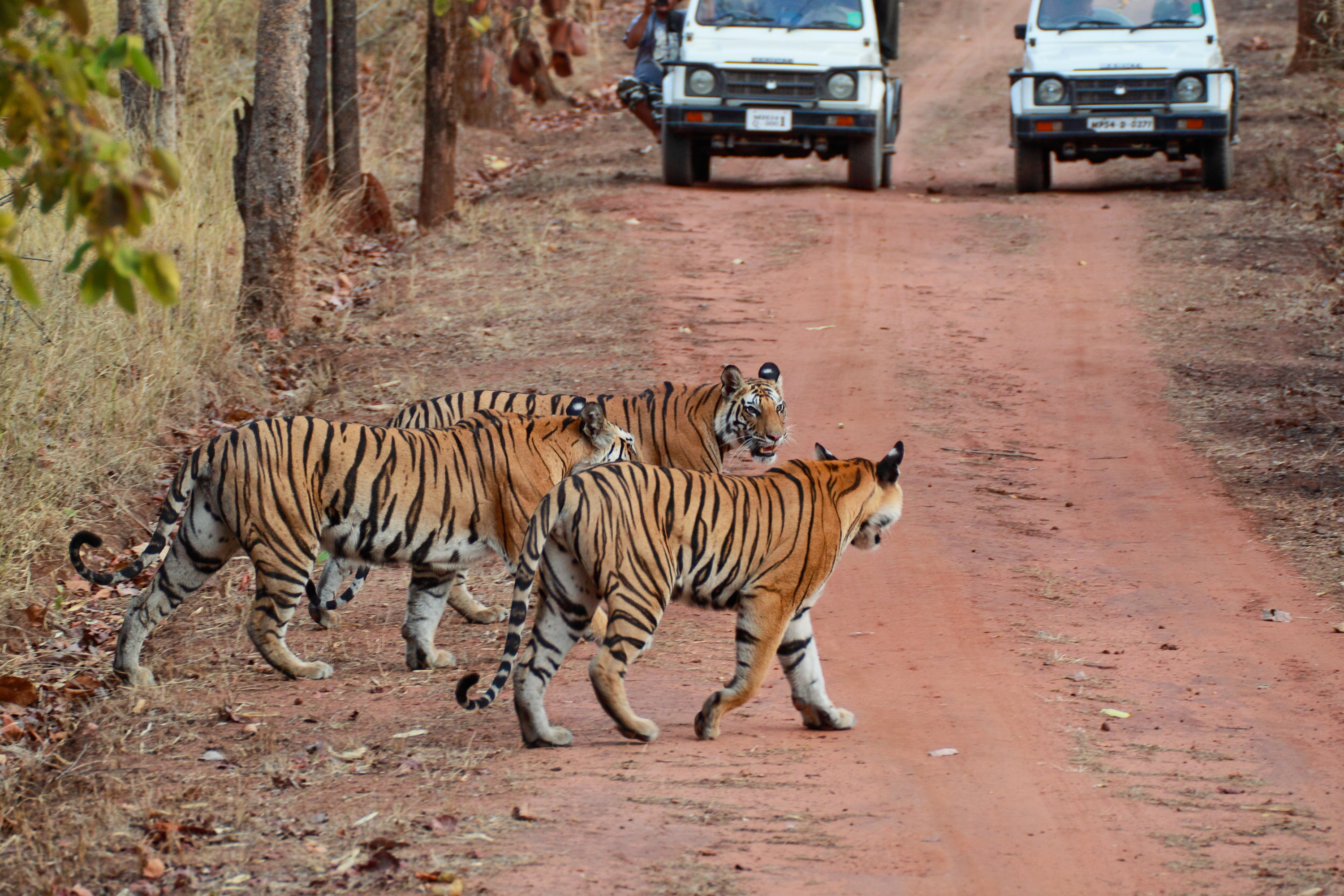 Corbett National Park