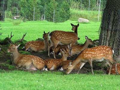 Deer Park Almora