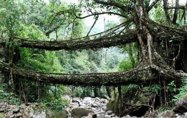 Living Root Bridges