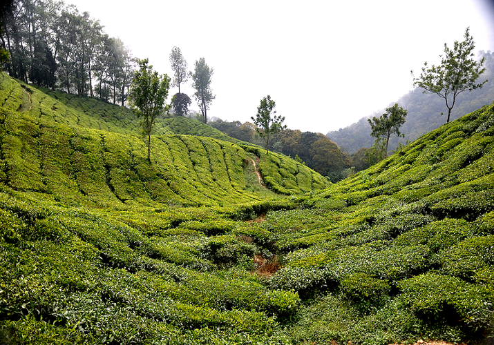 Munnar