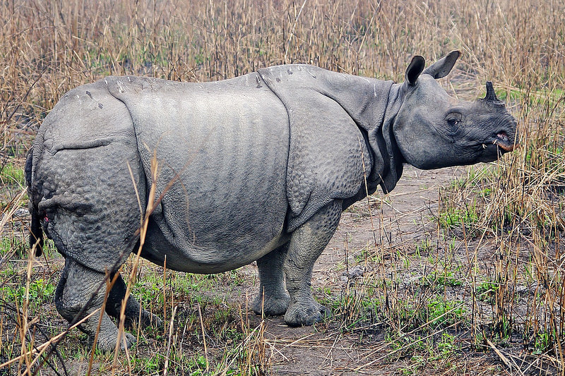 Kaziranga National Park