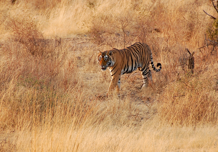 Ranthambore