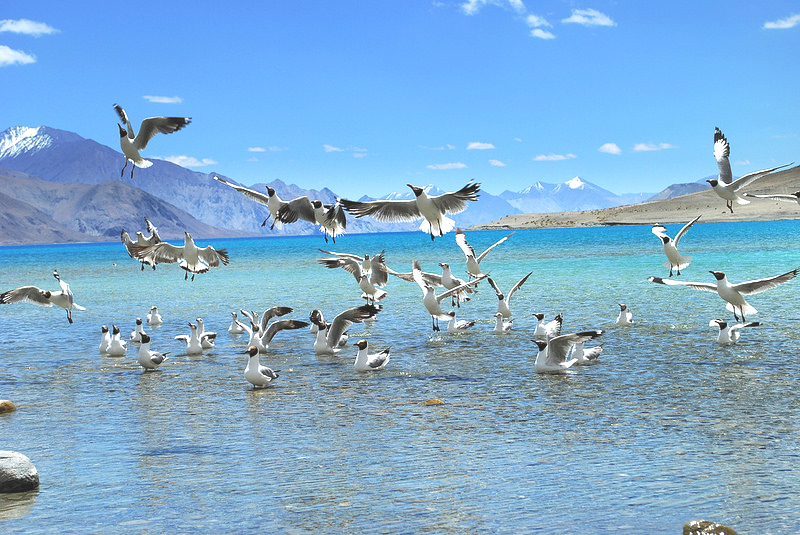 Panong Tso Ladakh