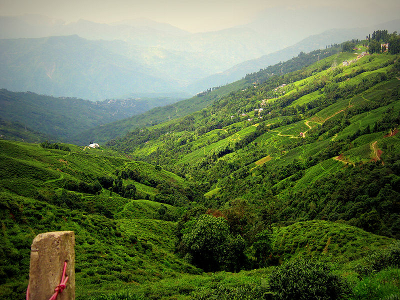 Darjeeling