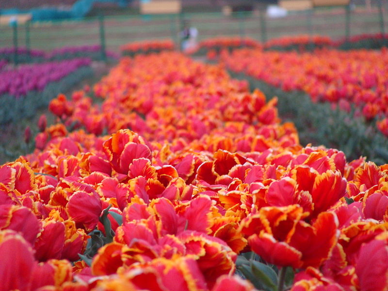 Tulip Garden Kashmir