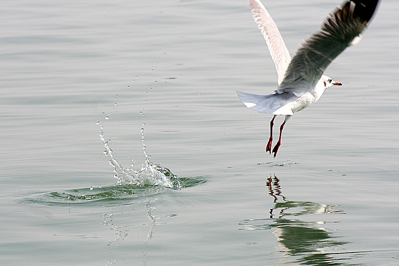 Chilika Lake