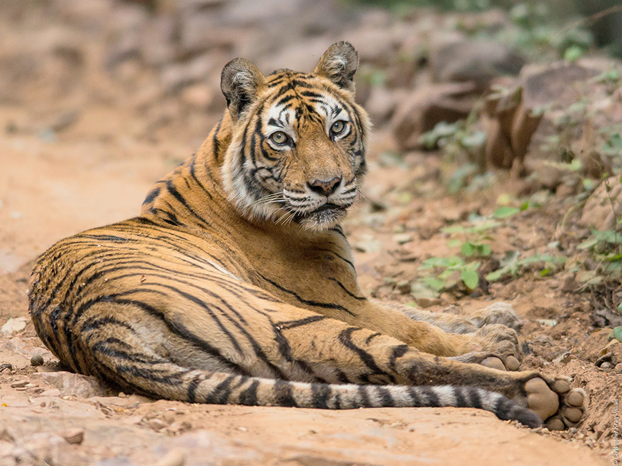 Ranthambore National Park