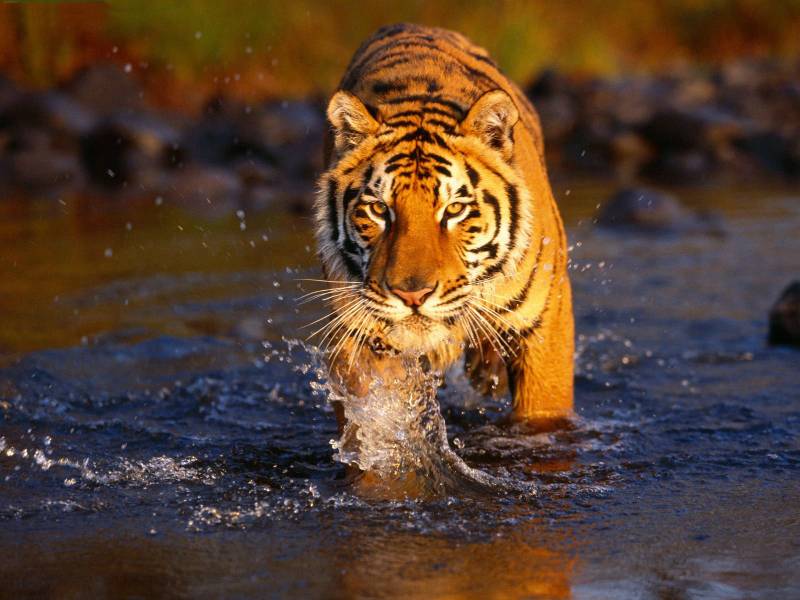 Sundarbans National Park